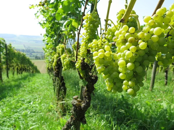 Grapes in a vineyard — Stock Photo, Image