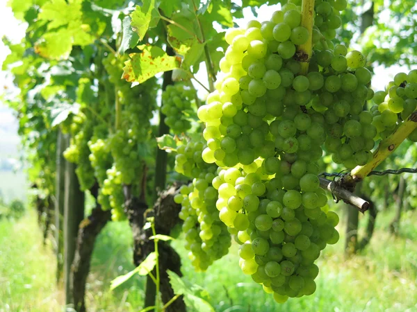 Uvas en un viñedo —  Fotos de Stock