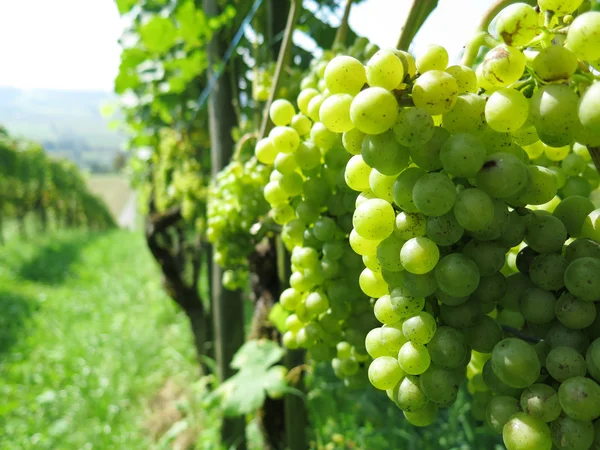 Trauben in einem Weinberg — Stockfoto