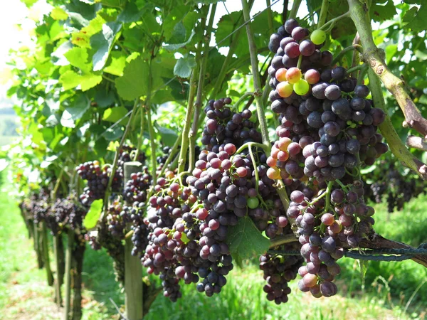 Uvas en un viñedo —  Fotos de Stock