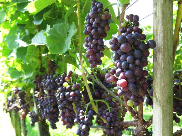 Uvas en un viñedo —  Fotos de Stock