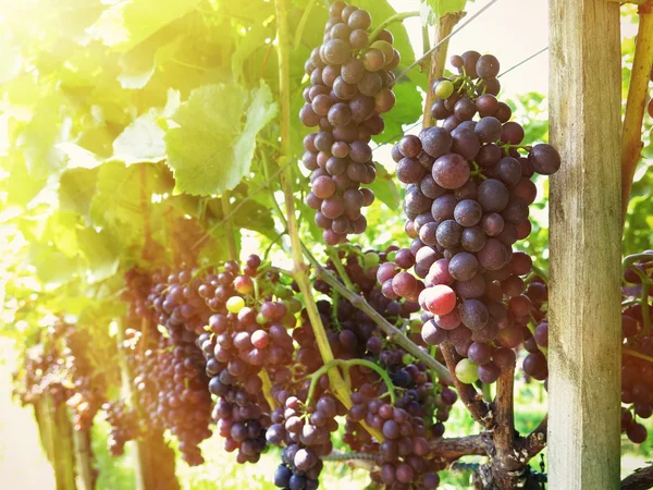 Uvas em uma vinha — Fotografia de Stock