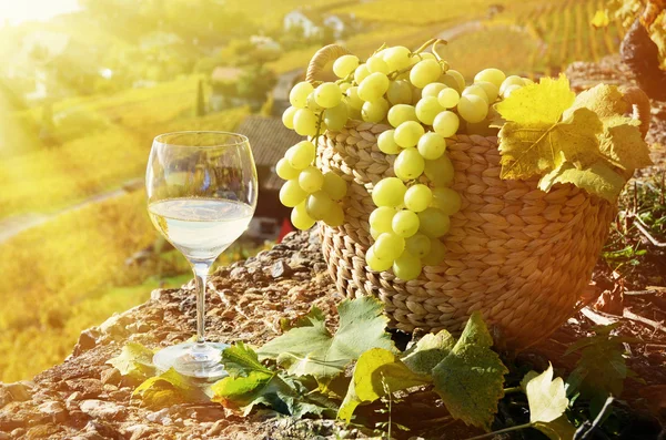 Bicchiere da vino e cesto d'uva — Foto Stock