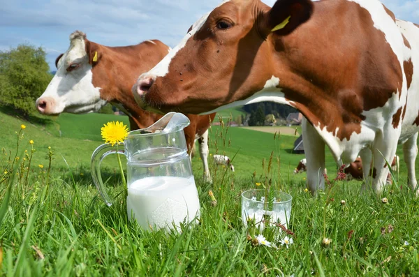 Melk en koeien — Stockfoto