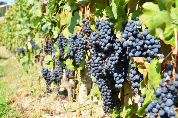 Uvas en la región de Lavaux —  Fotos de Stock