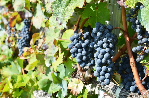 Виноград в регионе Лаво — стоковое фото