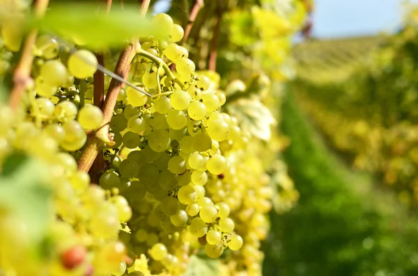 Lavaux bölgedeki üzüm — Stok fotoğraf