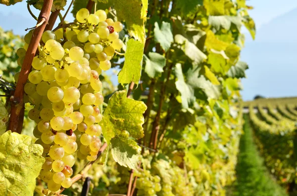 Winogron w regionie Lavaux, Szwajcaria — Zdjęcie stockowe