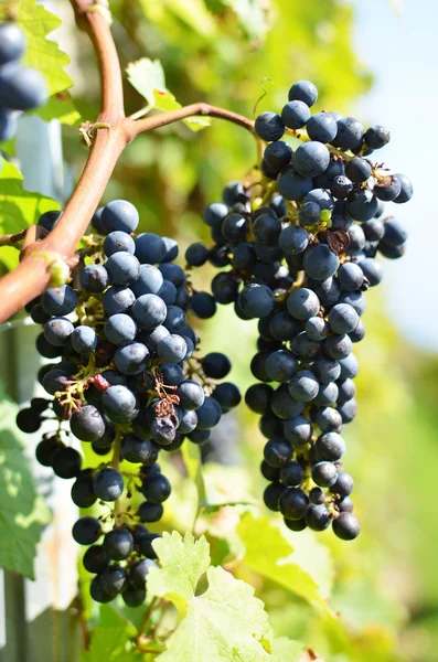 Grapes in Lavaux, Switzerland — Stock Photo, Image