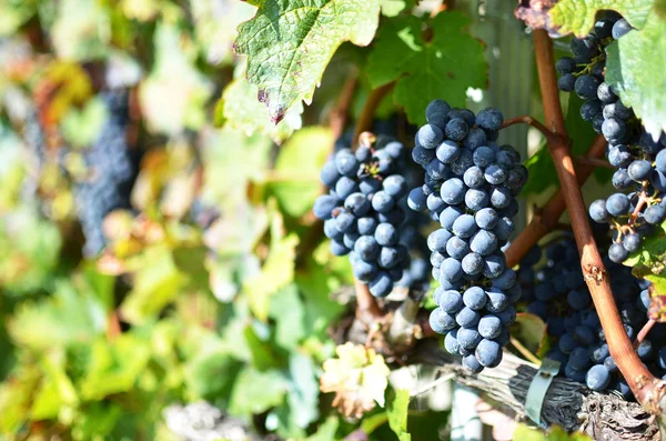 Uvas em Lavaux, Suíça — Fotografia de Stock