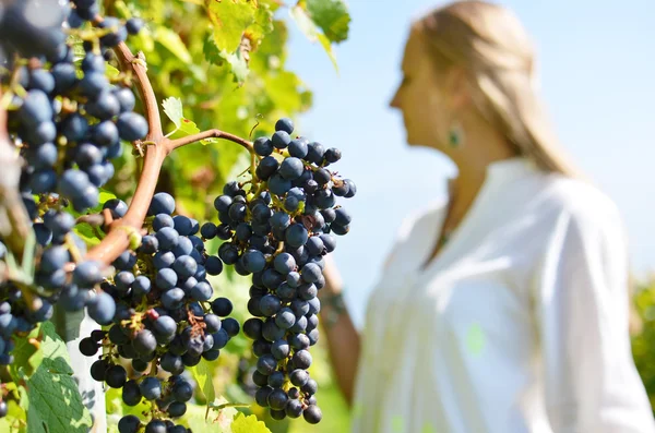 Kobieta w winnice w regionie Lavaux — Zdjęcie stockowe