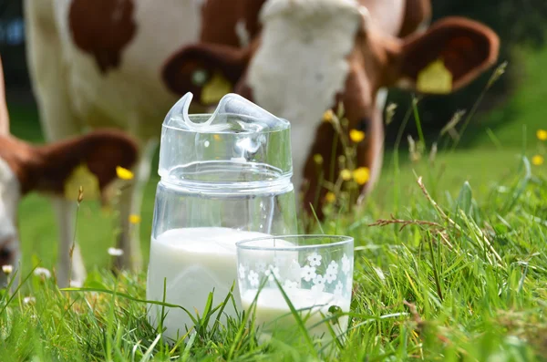 Milch und Kühe in der Schweiz — Stockfoto