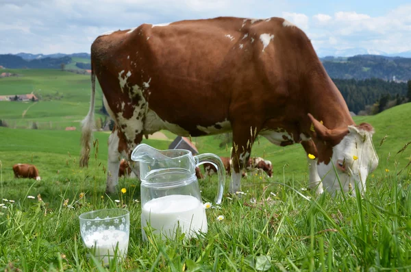 牛乳とスイスには牛 — ストック写真