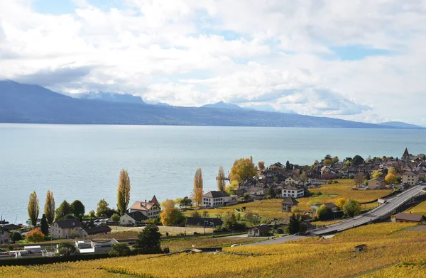 Vinice v regionu Lavaux, Švýcarsko — Stock fotografie