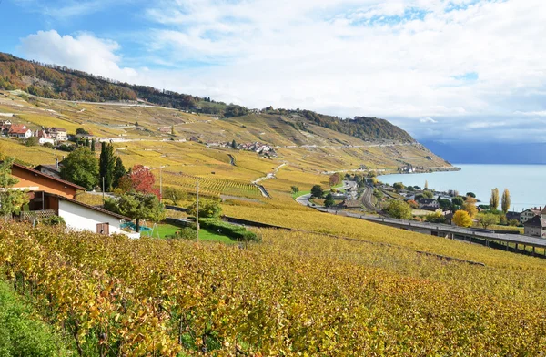 Winnice w regionie Lavaux, Szwajcaria — Zdjęcie stockowe