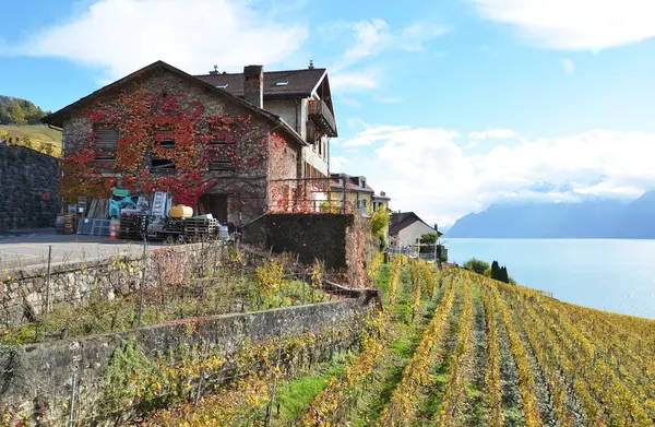 Winnice w regionie Lavaux, Szwajcaria — Zdjęcie stockowe