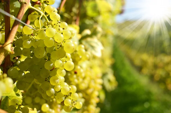 Grapes in Lavaux, Switzerland — Stock Photo, Image