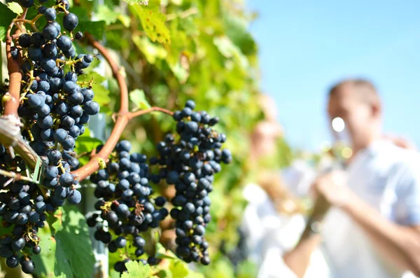 Coppia in Vigneti in Lavaux — Foto Stock