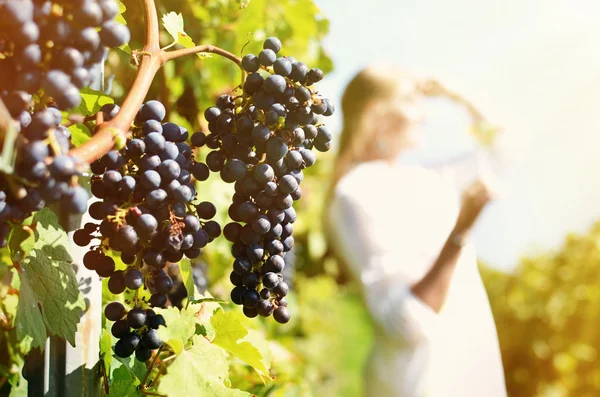 Woman at Vineyards in Lavaux — Stock Photo, Image