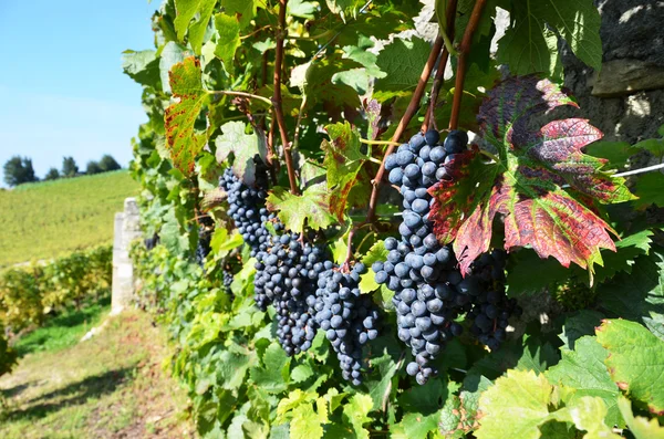 Uve a Lavaux, Svizzera — Foto Stock