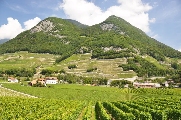 Vigneto verde in Svizzera — Foto Stock