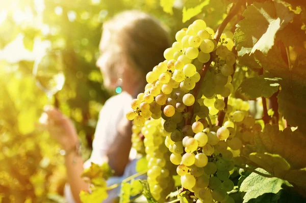 Girl tasting  wine in Switzerland — Stock Photo, Image