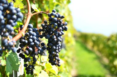 Lavaux bölgedeki üzüm