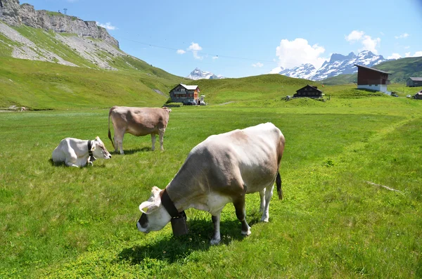 Vacas em um prado alpino . — Fotografia de Stock