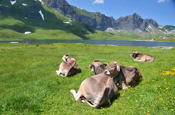 アルプスの牧草地で牛. — ストック写真