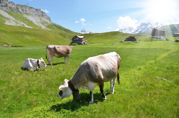 Vacas em um prado alpino . — Fotografia de Stock