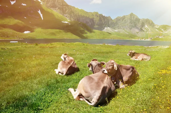 Koeien in een alpiene weide. — Stockfoto