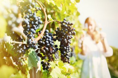 Kız üzüm bağları arasında beyaz şarap tatma. Lavaux, İsviçre
