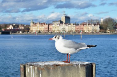 Konstanz içinde oturan kuş
