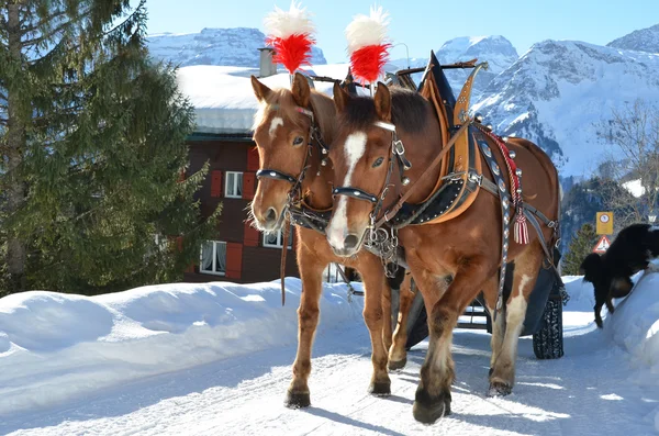 Dvojice koní. Braunwald, slavný švýcarský lyžařské středisko — Stock fotografie