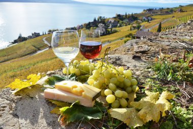 şarap ve üzüm. Lavaux bölge, İsviçre 