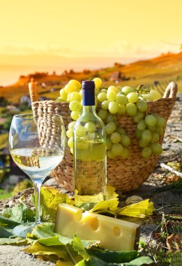 şarap ve üzüm. Lavaux bölge, İsviçre 