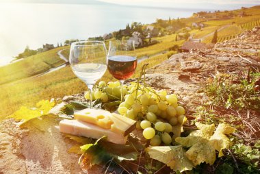 şarap ve üzüm. Lavaux bölge, İsviçre 