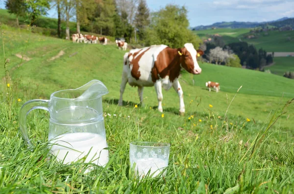 Melk en koeien. Emmental regio, Zwitserland — Stockfoto