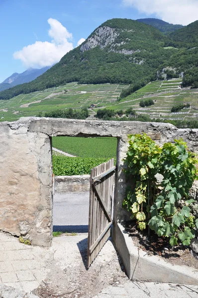 Land Weinberge in der Schweiz — Stockfoto