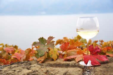 Lavaux bölgede şarap