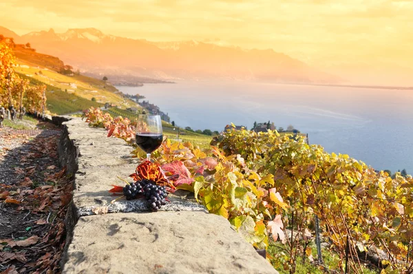 Víno a vinné hrozny ve Švýcarsku — Stock fotografie