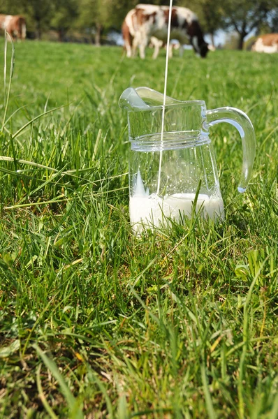 Milchkrug gegen Kuhherde — Stockfoto