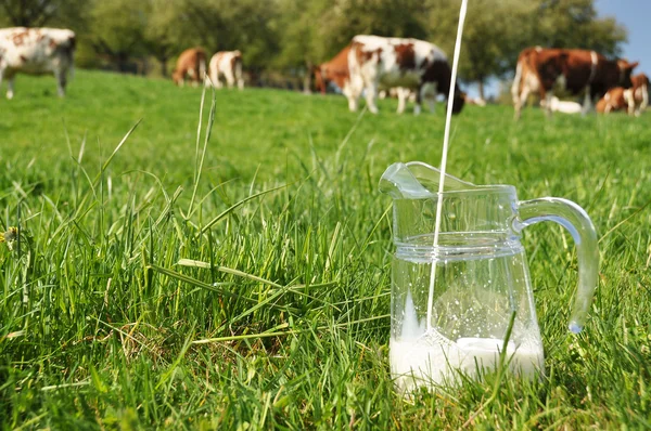 Jarro de leite contra rebanho de vacas — Fotografia de Stock