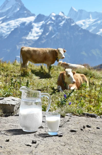 Jarra de leche contra rebaño de vacas . — Foto de Stock