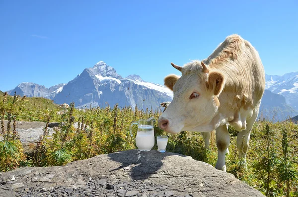 Jug of milk against herd of cow. — Stock Photo, Image