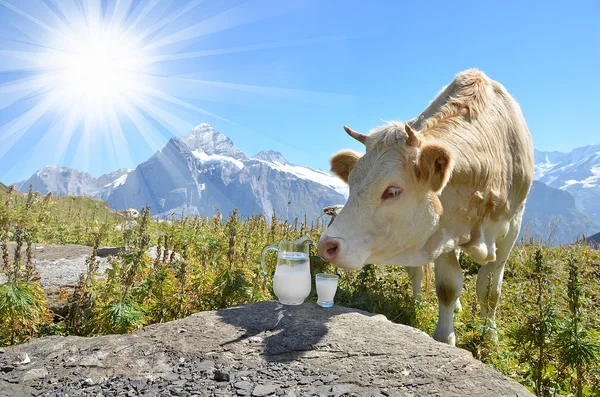 Jug of milk against herd of cow. — Stock Photo, Image