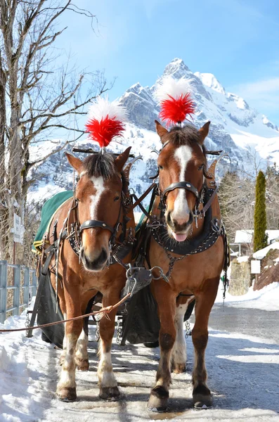 Par de cavalos em Braunwald — Fotografia de Stock