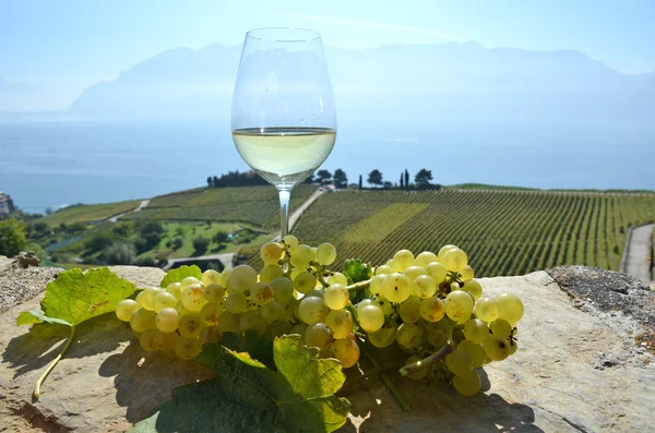 Şarap ve üzüm Lavaux içinde — Stok fotoğraf