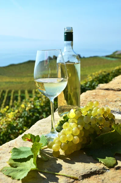 Wein und Trauben in Lavaux — Stockfoto