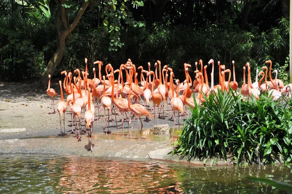 Животные карибских фламинго — стоковое фото